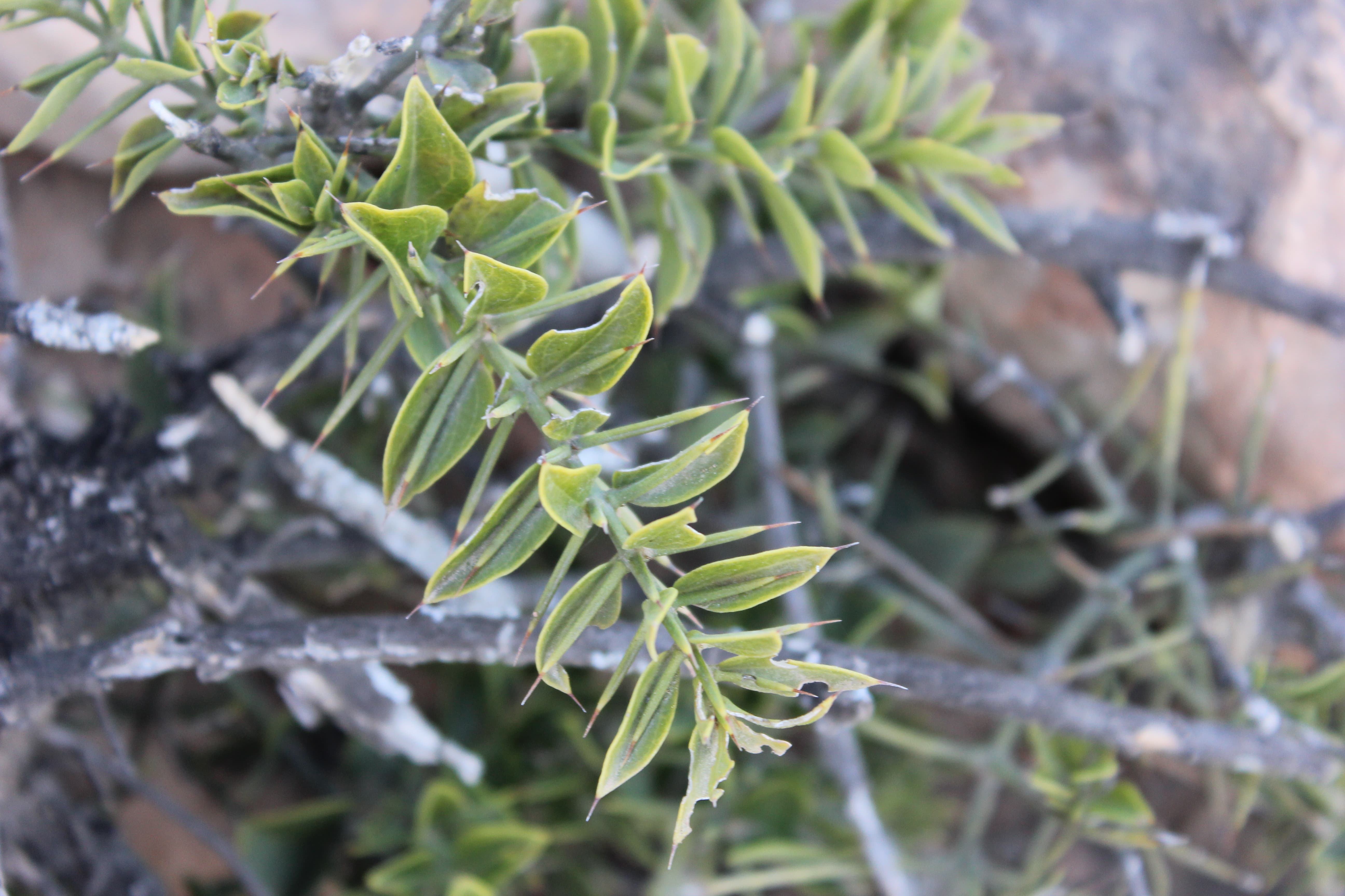 Plant Image